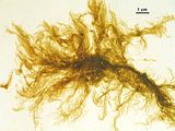 Ectocarpus siliculosus2